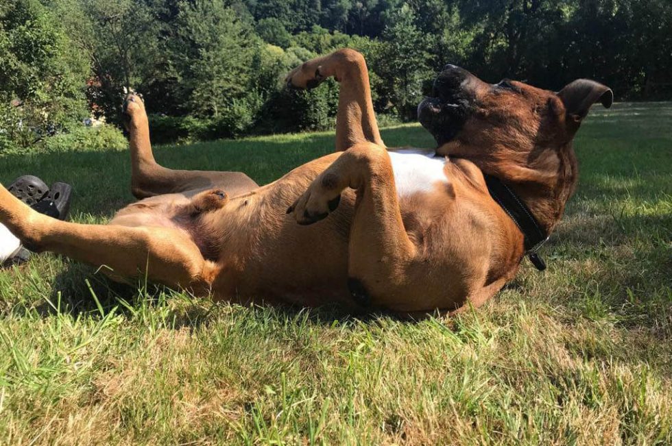 Goldimplantation bei Hunden Dr. Evelyn Kusan