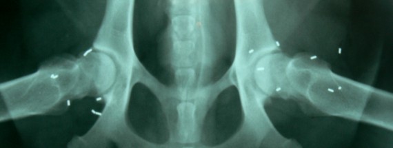 Goldimplantation Hund - Tierarztpraxis Dr. med. vet. Evelyn Kusan